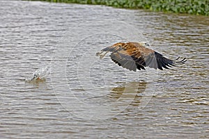 BLACK-COLLARED busarellus nigricollis, ADULT FISHING, LOS LIANOS IN VENEZUELA