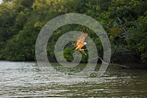 BLACK-COLLARED busarellus nigricollis, ADULT IN FLIGHT WITH FISH IN ITS CLAWS, LOS LIANOS IN VENEZUELA