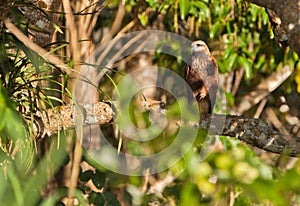 Black-collared Hawk