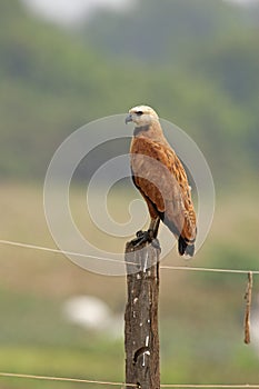 Black-collared hawk, Busarellus nigricollis