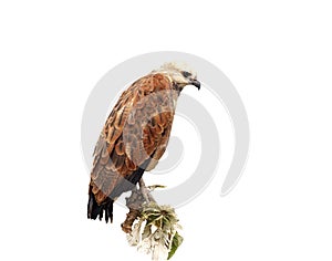 Black-collared hawk, Busarellus nigricollis