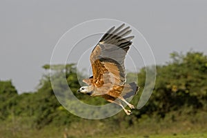 Black-collared Hawk, busarellus nigricollis, Adult in Flight, Los Lianos in Venezuela