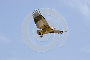 Black-collared Hawk, busarellus nigricollis, Adult in Flight, Los Lianos in Venezuela