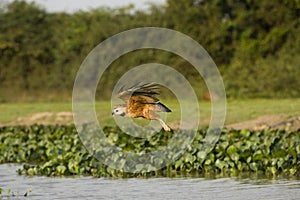 Black-collared Hawk, busarellus nigricollis, Adult in Flight, Los Lianos in Venezuela