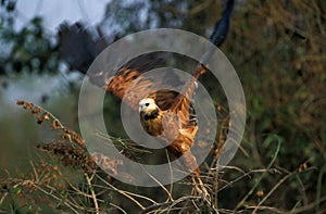 Black Collared Hawk, busarellus nigricollis, Adult in Flight, Taking Off, Pantanal in Brazil