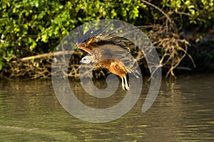 Black-collared Hawk, busarellus nigricollis in Flight, Fishing in River, Los Lianos in Venezuela