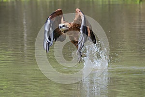 Black-collared Hawk catching fish