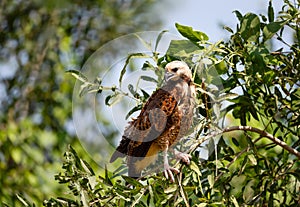 Black-collared hawk perched on a tree branch, Pantanal, Brazil