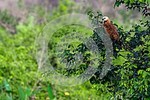 Black-collared Hawk perched on a tree branch in the Pantanal of Mato Grosso