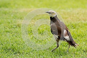 Black-collared Starling bird (Sturnus nigricollis)