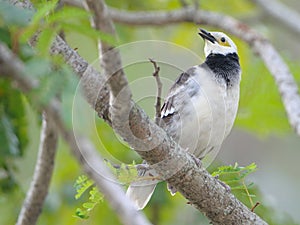 Black-collared Starling bird (Sturnus nigricollis) standing on the branch