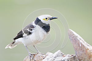 Black-collared Starling bird (Sturnus nigricollis) standing on the branch