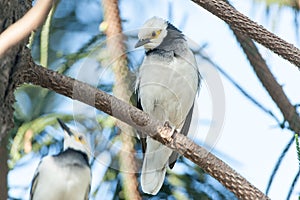 Black-collared Starling bird (Sturnus nigricollis) standing on the branch