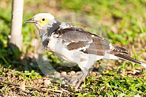 Black-collared Starling bird (Sturnus nigricollis) standing on the branch