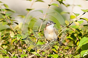 Black-collared Starling bird (Sturnus nigricollis) standing on the branch