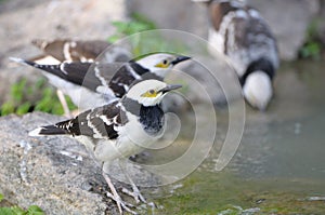 Black-collared Starling bird (Sturnus nigricollis) standing on the branch