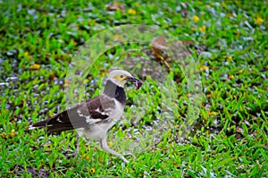 Black-collared Starling Sturnus nigricollis bird walking on a green grass and hunting some earthworm.