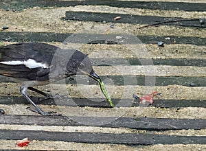 black color bird eating worm in its beaks.