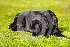 Black color flat coated retriever pregnant female awaiting puppies