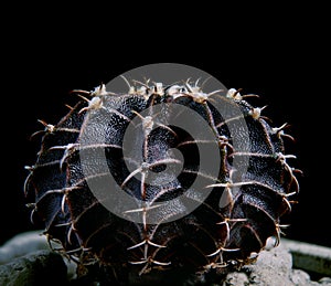 Black color gymnocalycium mihanovichii hybrid cactus photo