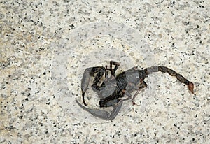 Black color scorpion on floor