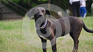 The black-colored dog is standing on the grass and licking his lips looking to the side.