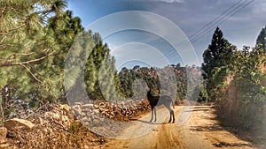 A black colour donkey