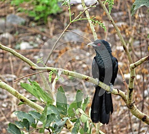 Black colour singing bird popularly known as Koel