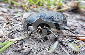 Black coloured ground beetle