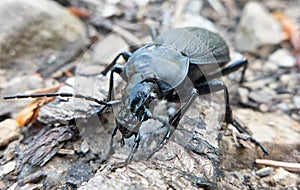 Black coloured ground beetle