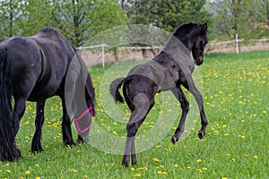 A black colt is jumping in the meadow. Warlander, a cross between a Friesian and a Lusatian horse