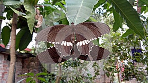 Black colur Butterfly stay in a leaf