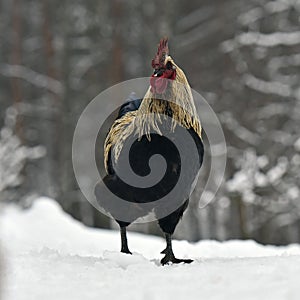 Black combed rooster of old resistant breed Hedemora from Sweden on snow in wintery landscape.