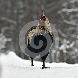 Black combed rooster of old resistant breed Hedemora from Sweden on snow in wintery landscape. photo