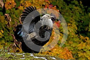 A black combed rooster of the strong breed Hedemora