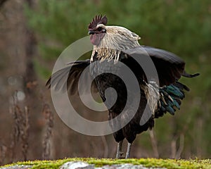 A black combed rooster of the strong breed Hedemora