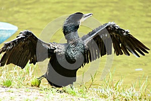 a black common cormorant with the wings spread