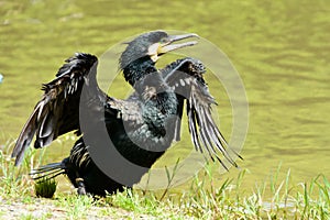 A black common cormorant with the wings spread
