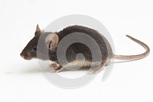 Black common house mouse isolated on white background