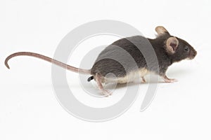 Black common house mouse isolated on white background