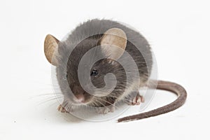 Black common house mouse isolated on white background