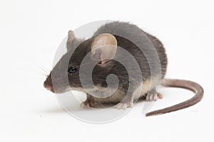 Black common house mouse isolated on white background