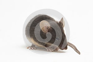 Black common house mouse isolated on white background