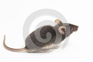 Black common house mouse isolated on white background