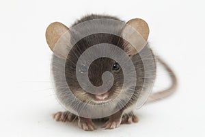 Black common house mouse isolated on white background