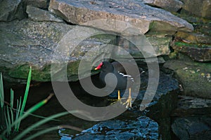 Black Common Moorhen or Waterhen or Swamp Chicken with red head and yellow feet