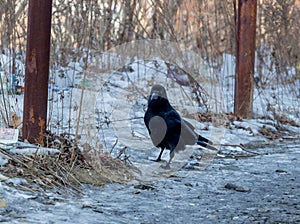 Black common raven Corvus corax or northern raven sits on the snowy ground. Birds and birdwatching. Fauna and nature.