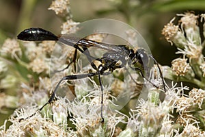 a black common thread bellied wasp Ammophila procera sucking nectar from a white common boneset flower.