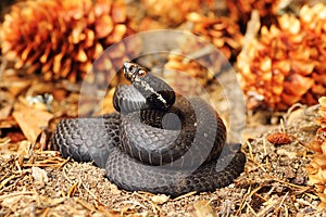 Black common viper on forest ground