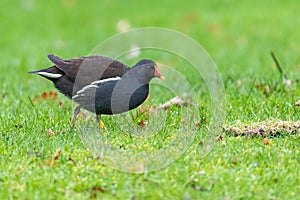 Black common waterhen standing on the green grass